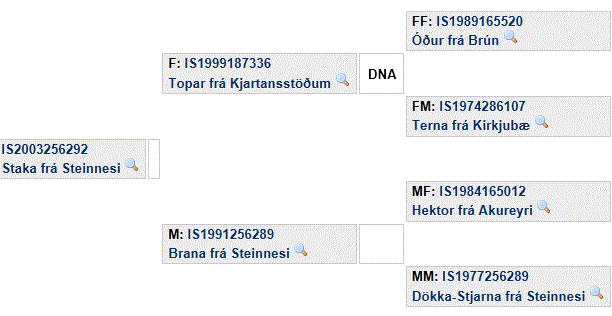 Stammbaum Staka fr&aacute; Steinnesi 