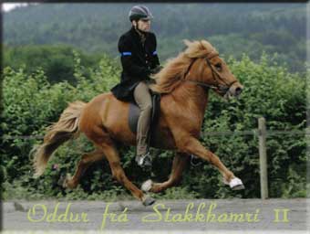Oddur fr&aacute; Stakkhamri II